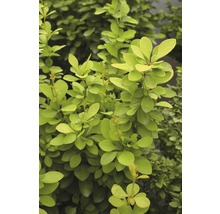 Berberis med ljusgröna blad