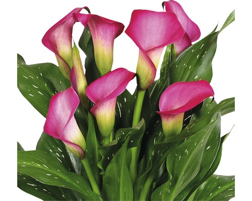 Rosa kallaväxt med gröna blad