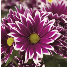 Krysantemum FLORASELF Chrysanthemum indicum Ciao Ø12cm