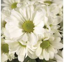 Närbild av vita krysantemum med gröna blomkorgar