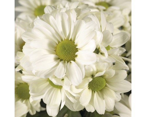 Närbild av vita krysantemum med gröna blomkorgar
