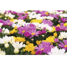 Krysantemum mix FLORASELF Chrysanthemum indicum krukstorlek Ø23cm