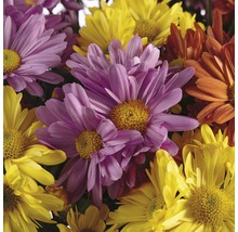 Krysantemum mix FLORASELF Chrysanthemum indicum krukstorlek Ø23cm
