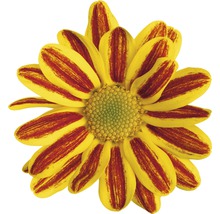 Krysantemum FLORASELF Chrysanthemum indicum HoiHoi Ø12cm