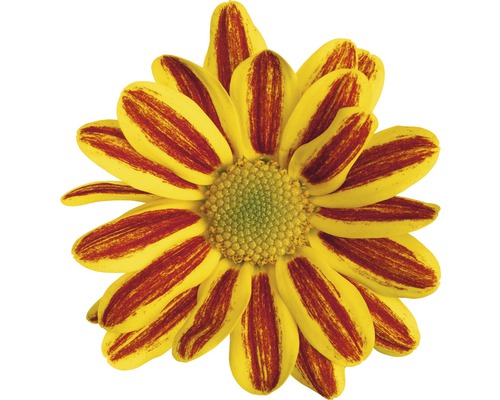 Närbild av en krysantemum med randiga blomblad
