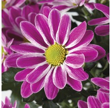 Krysantemum FLORASELF Chrysanthemum indicum Artistic Armin Ø12cm
