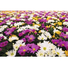 Krysantemum FLORASELF Chrysanthemum indicum Carnaval Ø12cm