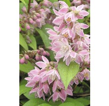 Blommor av en Deutzia-växt