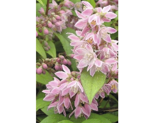 Praktdeutzia FLORASELF Deutzia magnifica 'Tourbillon Rouge' 80-100cm Co 10L Blommor av en Deutzia-växt