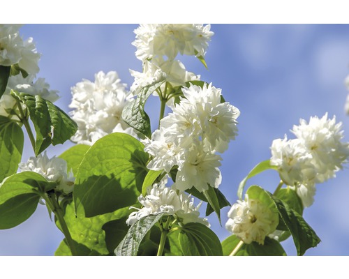 Trädgårdsjasmin, pipranka Philadelphus 'Minnesota Snowflake' 80-100cm Co 10L Närbild av fylld schersmin med vita blommor och gröna blad