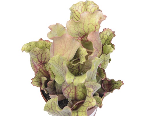 Köttätande växt i kruka