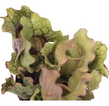 Flugtrumpet köttätande växt FLORASELF Sarracenia Premium mix 17-25cm Ø12cm tillfälligt sortiment-thumb-4