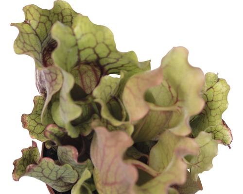 Köttätande växt i kruka, Sarracenia