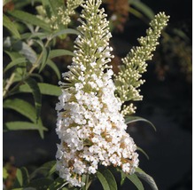 Syrenbuddleja fjärilsbuske FLORASELF Buddleja davidii 60-80cm co 3L vit