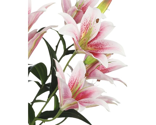 Närbild av rosa liljeblommor med gröna blad.