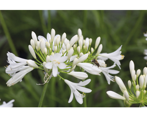 Närbild av en vit afrikansk lilja med ett bi