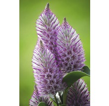Närbild av blomställningar av arten Ptilotus exaltatus