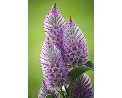 Närbild av blomställningar av arten Ptilotus exaltatus