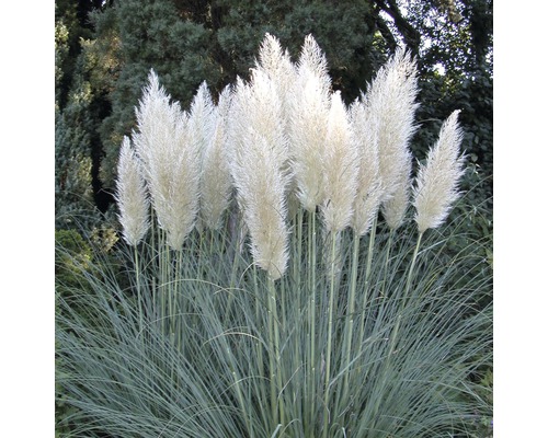 Pampasgräs FLORASELF Cortaderia selloana Pumila 50-80cm Co 15L