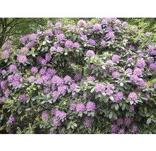 Rhododendronbuske med blommor och blad i trädgården