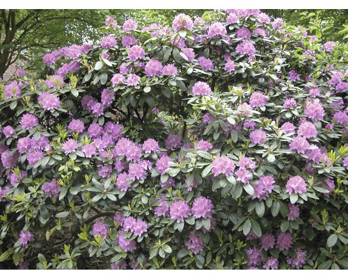 Rhododendron FLORASELF Rhododendron Catawbiense Grandiflorum 60-70cm Co 15L