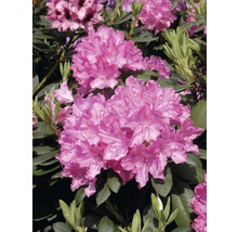 Närbild av en rhododendronbuske med blommor