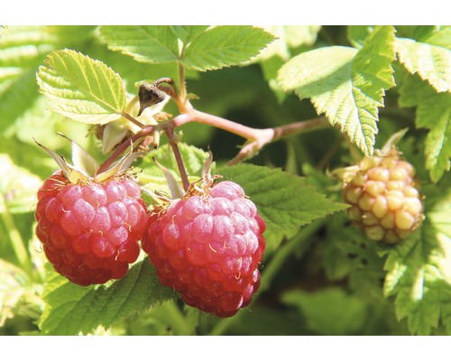 Ekologiska hösthallon Hof:Obst Rubus idaeus 'Autumn Belle'® 30-40cm Co 3,4L kraftig buske, (nästan) törnefri