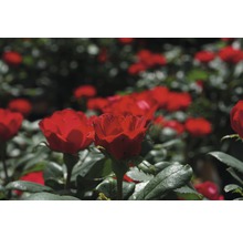 Ros Zepeti® 30-40cm co 6L