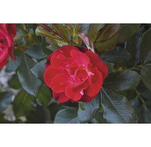 Ros Zepeti® 30-40cm co 6L