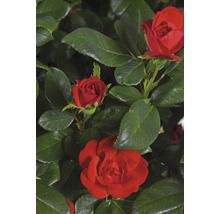 Ros Zepeti® 30-40cm co 6L