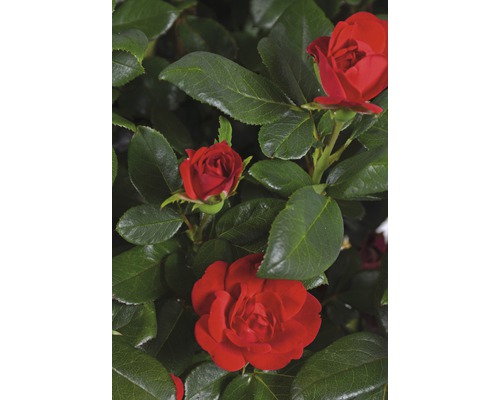 Röda rosor med gröna blad