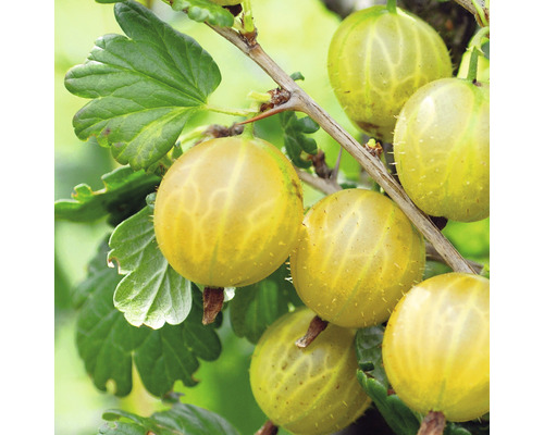 Ekologiska gula krusbär Hof:Obst Ribes uva-crispa 'Solemio' 30-40cm Co 3,4L