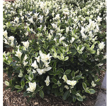Japansk benved FLORASELF Euonymus japonicus 'Mikajo'® 30-40cm Co 5L buskig