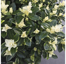 Japansk benved FLORASELF Euonymus japonicus 'Mikajo'® 30-40cm Co 5L buskig