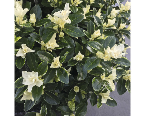 Städsegrön benved med vita blommor och gröna blad