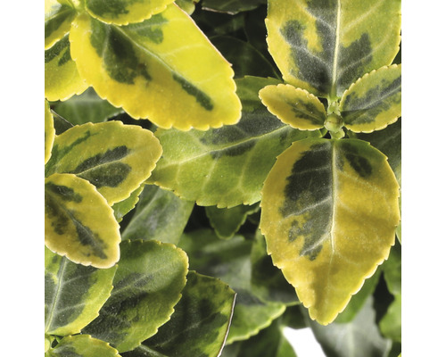 Gulbrokig klätterbenved FLORASELF Euonymus fortunei Emerald n'Gold 15-20cm Co 2L