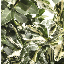 Klätterbenved FLORASELF Euonymus fortunei Harlequin 20-25cm Co 2L