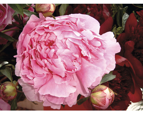 Närbild av en rosa pion med blomknoppar