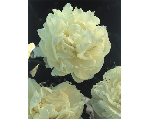 Närbild av pionblommor