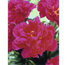 Luktpion FLORASELF Paeonia lacitfolia co 3,5L röd
