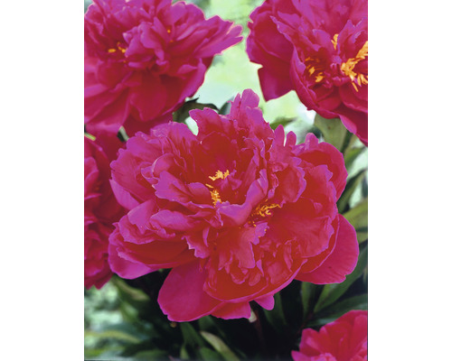 Närbild av rosa pionblommor