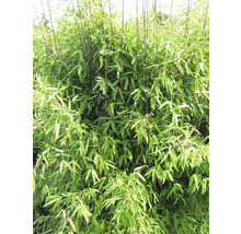 Bambu växt med gröna blad
