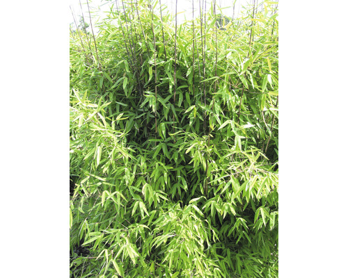 Vintervacker trädgårdsbambu FLORASELF Fargesia hybride Winter Joy 40-50cm Co 3L Bambu växt med gröna blad