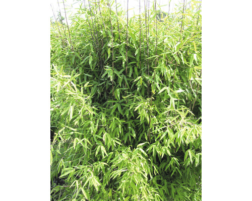 Vintervacker trädgårdsbambu FLORASELF Fargesia hybride Winter Joy 40-50cm Co 3L