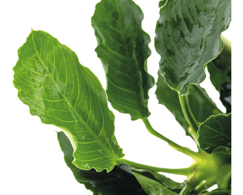 Akvarieväxt med gröna blad