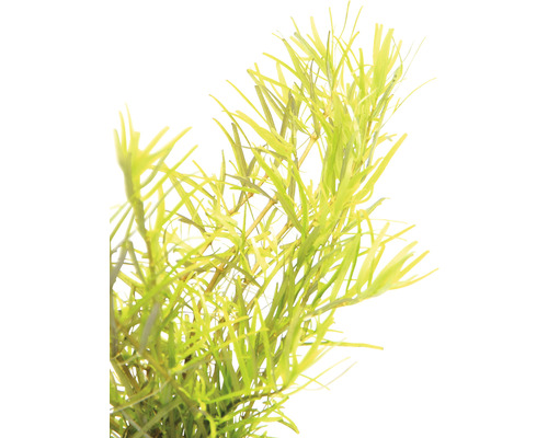 Vattenväxt för dekoration av akvarier