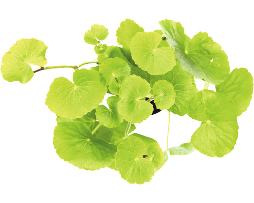 Indisk navelört i kruka