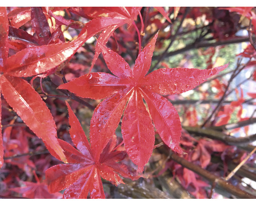 Närbild av lönnlöv