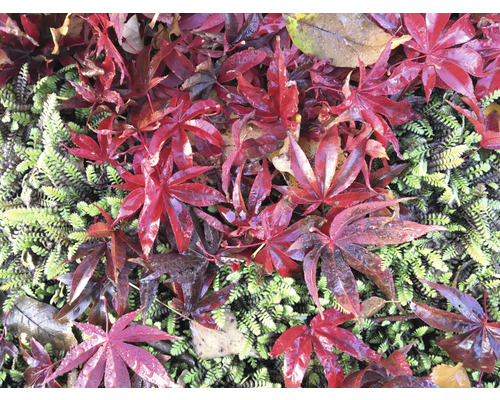 Röda lönnlöv på grön vegetation