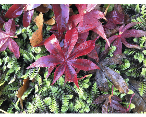 Röda lönnlöv ligger på en grön mossyta